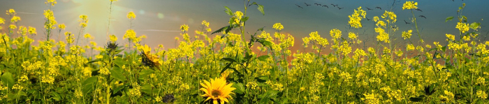 Protéines végétales de colza et de tournesol